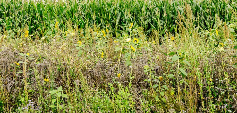 Слънчогледи и ивици диви растения пред царевично поле