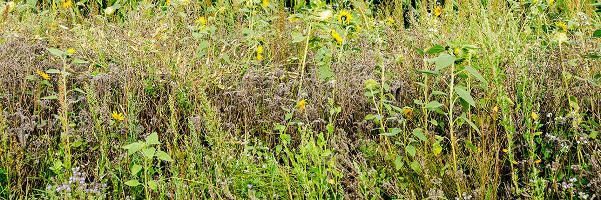 Слънчогледи и ивици диви растения пред царевично поле