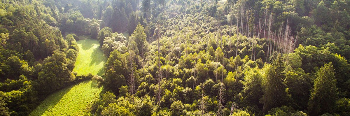 Въздушен изглед на пейзаж от гъста широколистна гора с ливаден проход вляво