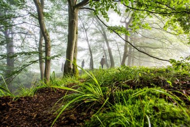 светла букова гора със стръкове трева и мъх на преден план