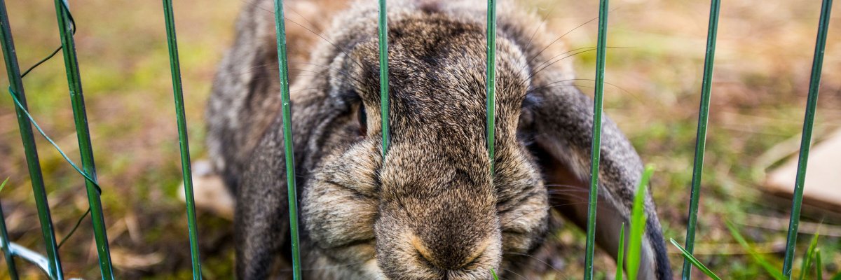 A floppy-eared rabbit sits behind a wire fence in a meadow