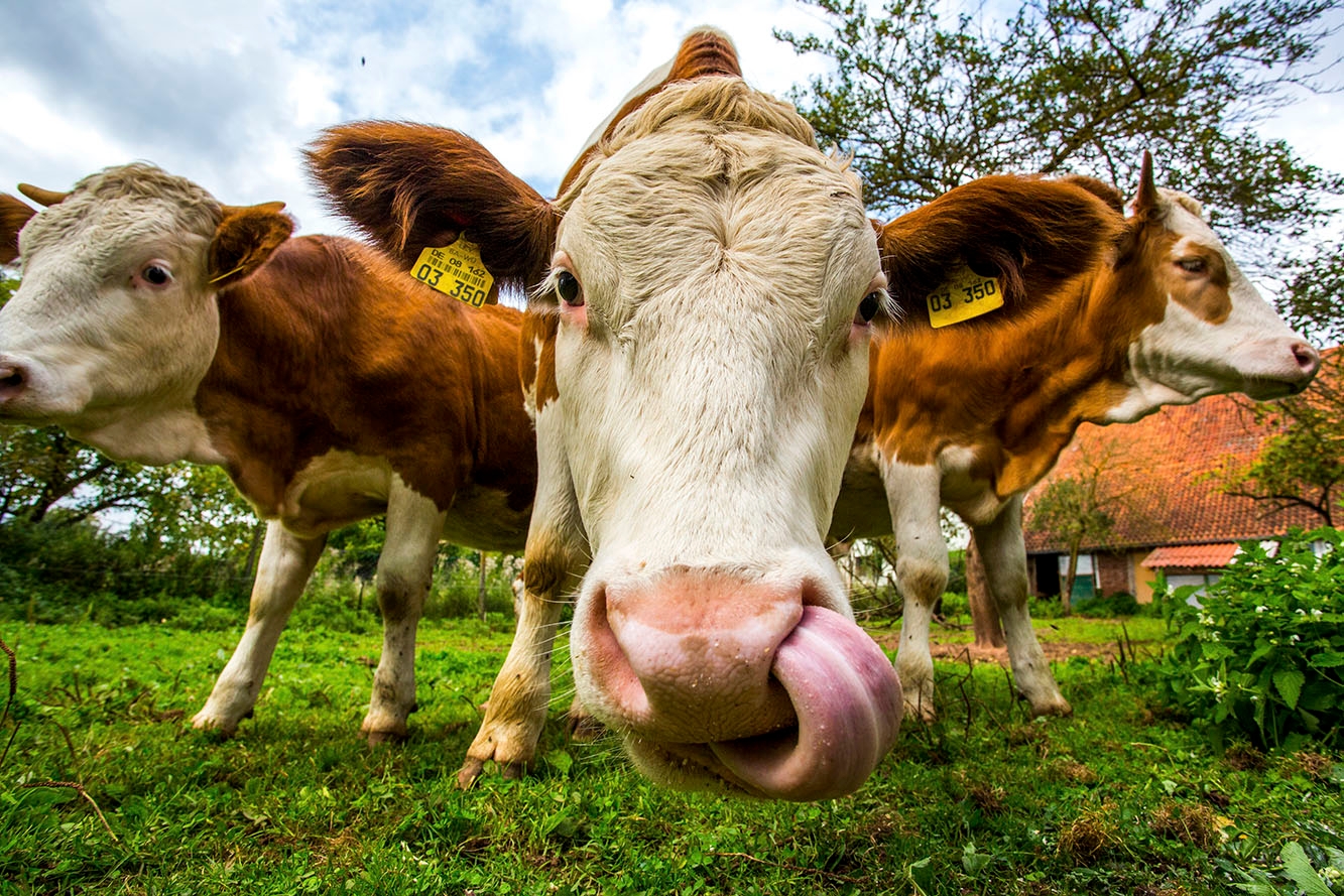 Cow licking its snout, second cow behind it on the left