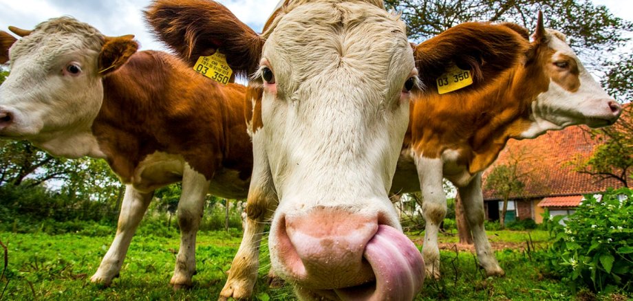 Cow licking its snout, second cow behind it on the left