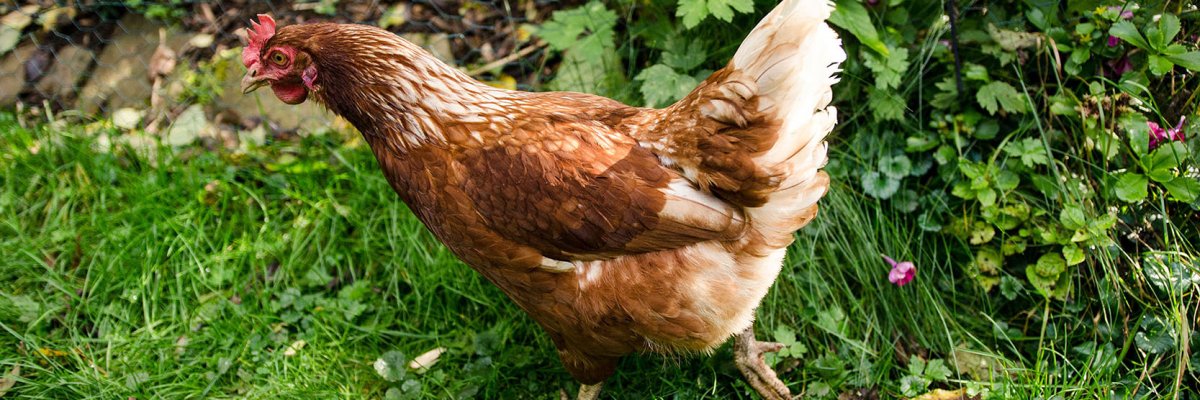 Chicken running across a meadow