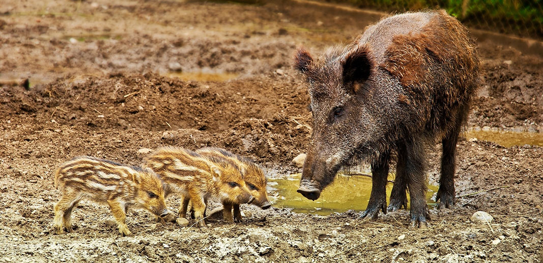 Wild boars Wild boar sow with freshlings
