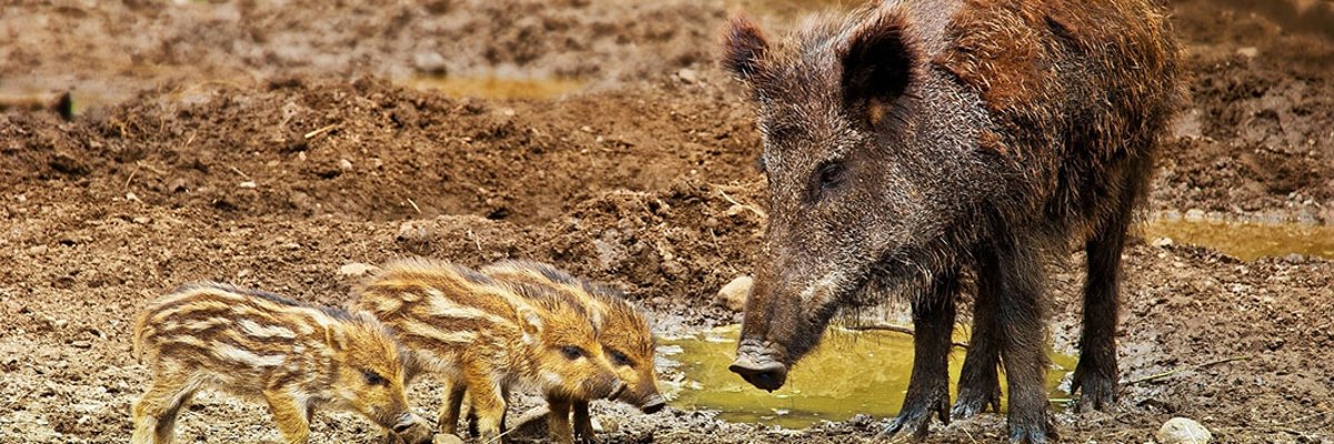 Wild boar sow with freshlings