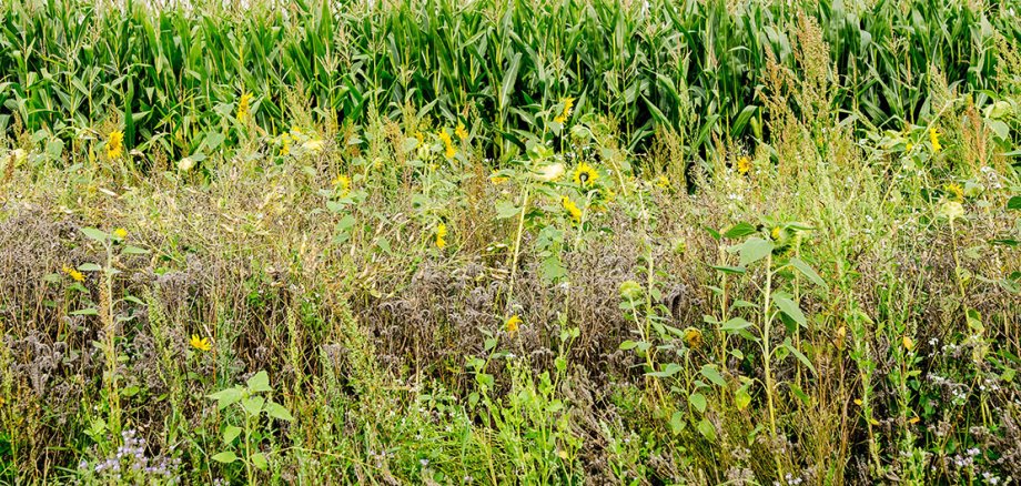 Sunflowers and wild plant strips in front of a maize field