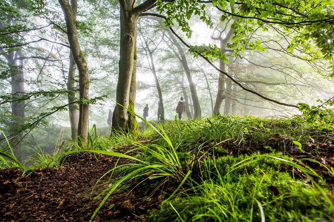 light beech forest with tufts of grass and moss in the foreground