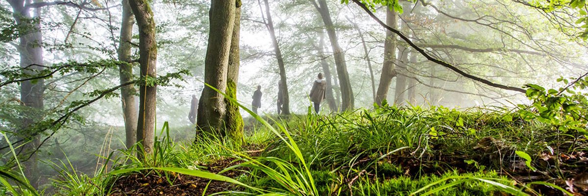 light beech forest with tufts of grass and moss in the foreground