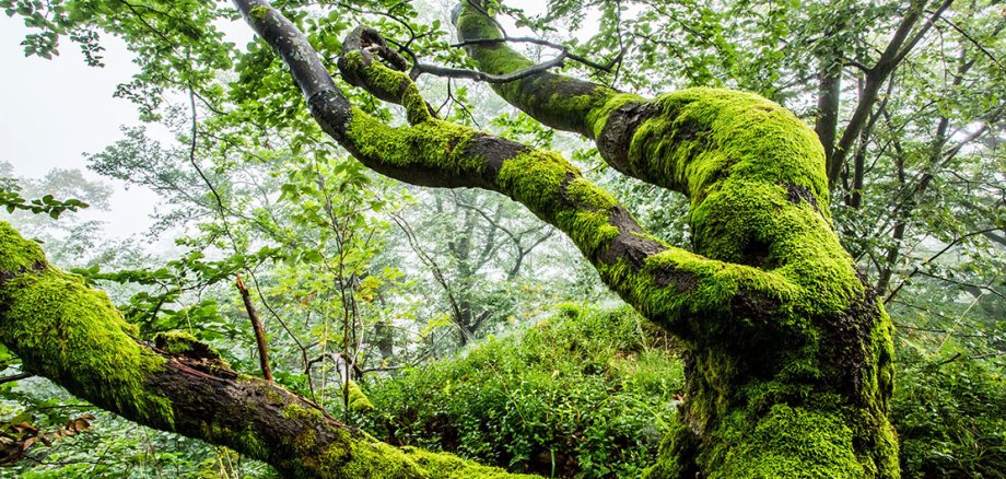 Moss-covered tree trunk in a deciduous forest