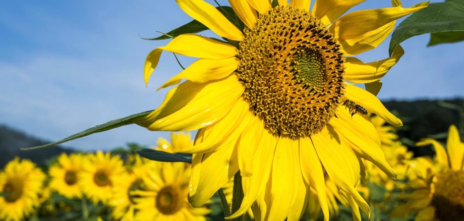 Sunflower in close-up in front of more sunflowers in the background