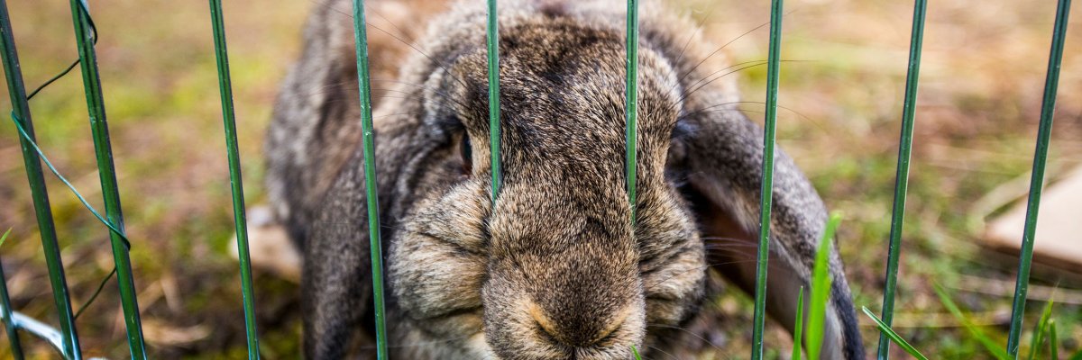 Ein Schlappohrkaninchen sitzt hinter einem Gitterzaun auf einer Wiese