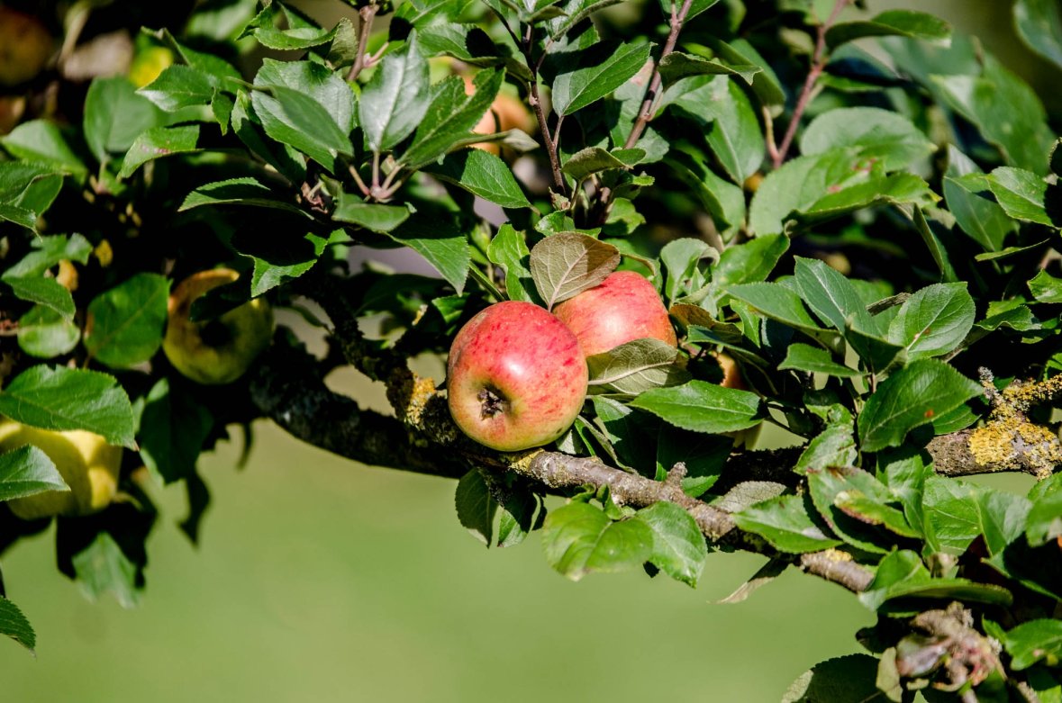 Äpfel Zwei Äpfel an einem Zweig