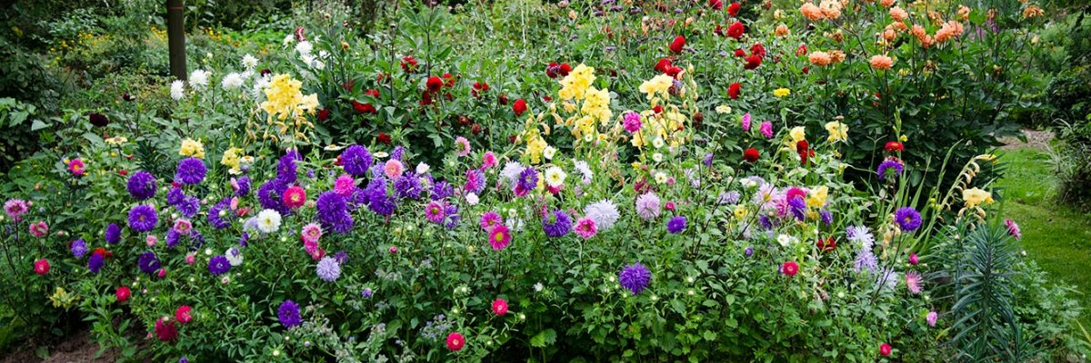 Bunte Blumen in einem Beet im Garten