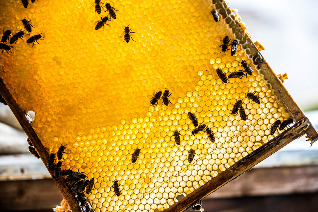 Bienen auf einem Honigwabenrahmen außerhalb des Stocks