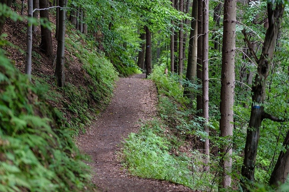 Waldweg Breiter unbefestigter Weg in einem Wald