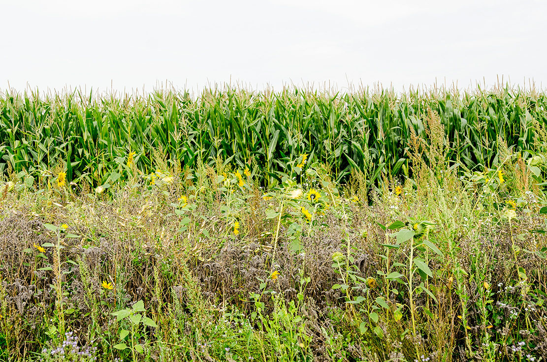 Sonnenblumen und Wildpflanzenstreifen vor einem Maisfeld