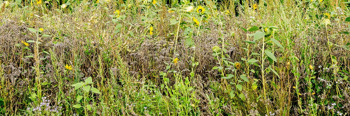 Sonnenblumen und Wildpflanzenstreifen vor einem Maisfeld