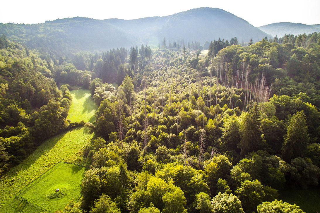 Nationalpark Luftbild einer dichten Laubwaldlandschaft mit Wiesenschneise links