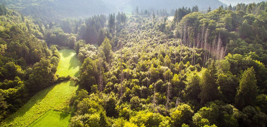 Luftbild einer dichten Laubwaldlandschaft mit Wiesenschneise links