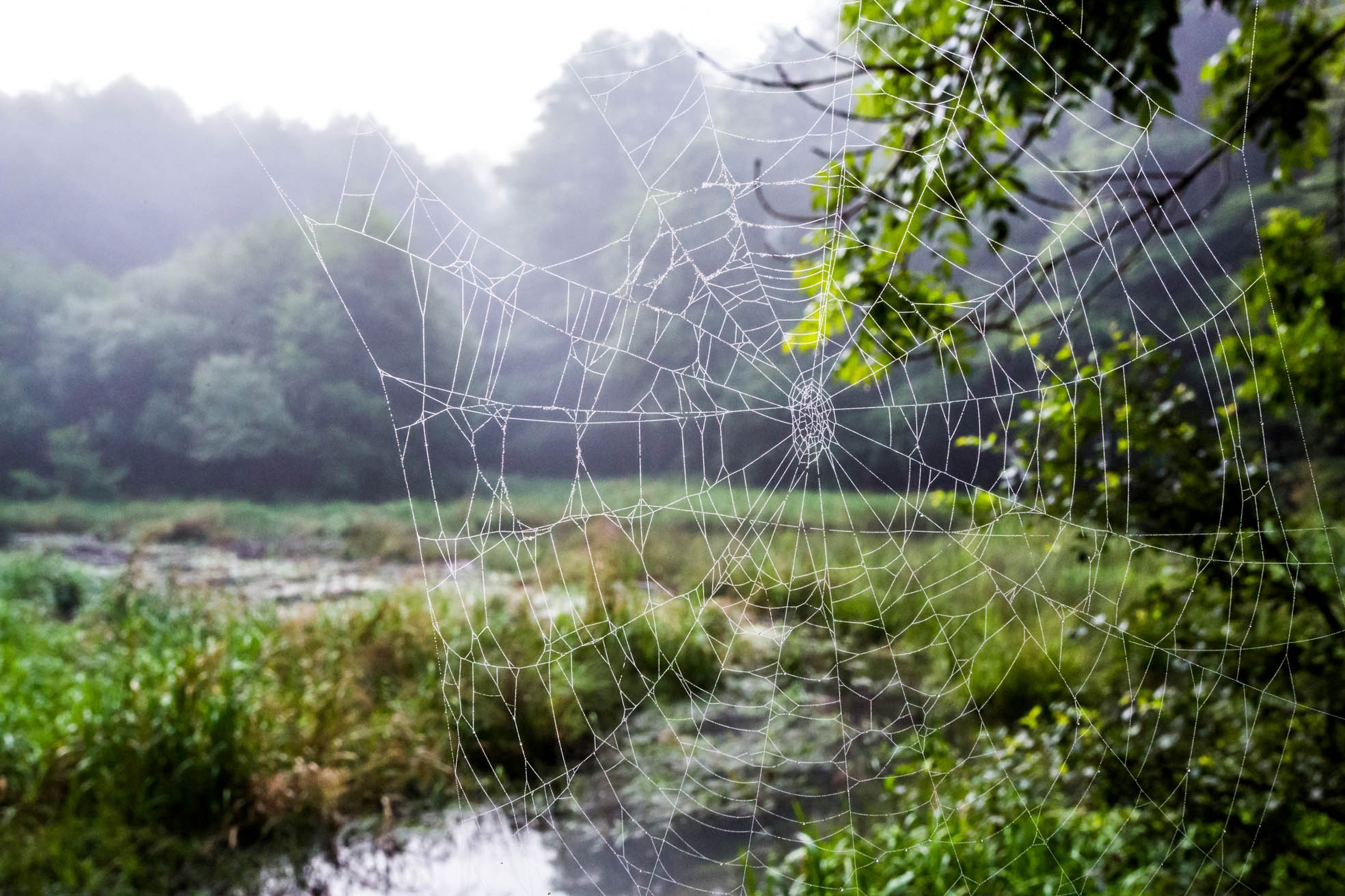 Nationalpark Bachlauf durch eine Wiese im Laubwald
