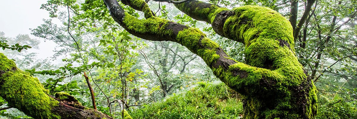 moosbewachsener Baumstamm in einem Laubwald