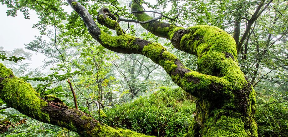 moosbewachsener Baumstamm in einem Laubwald