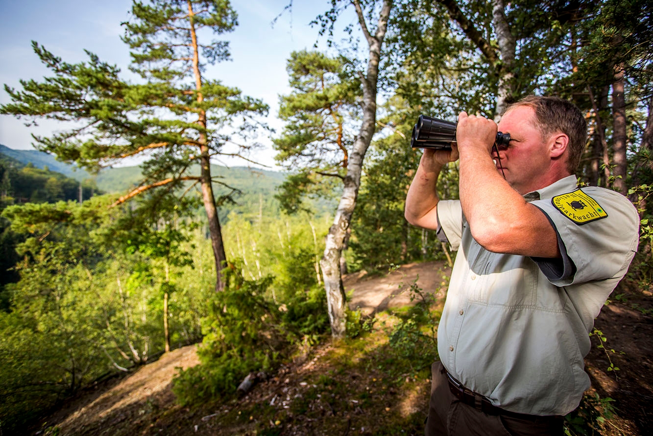 Ranger Mann in Waldhüterkleidung schaut durch ein Fernglas auf einen Laubwald