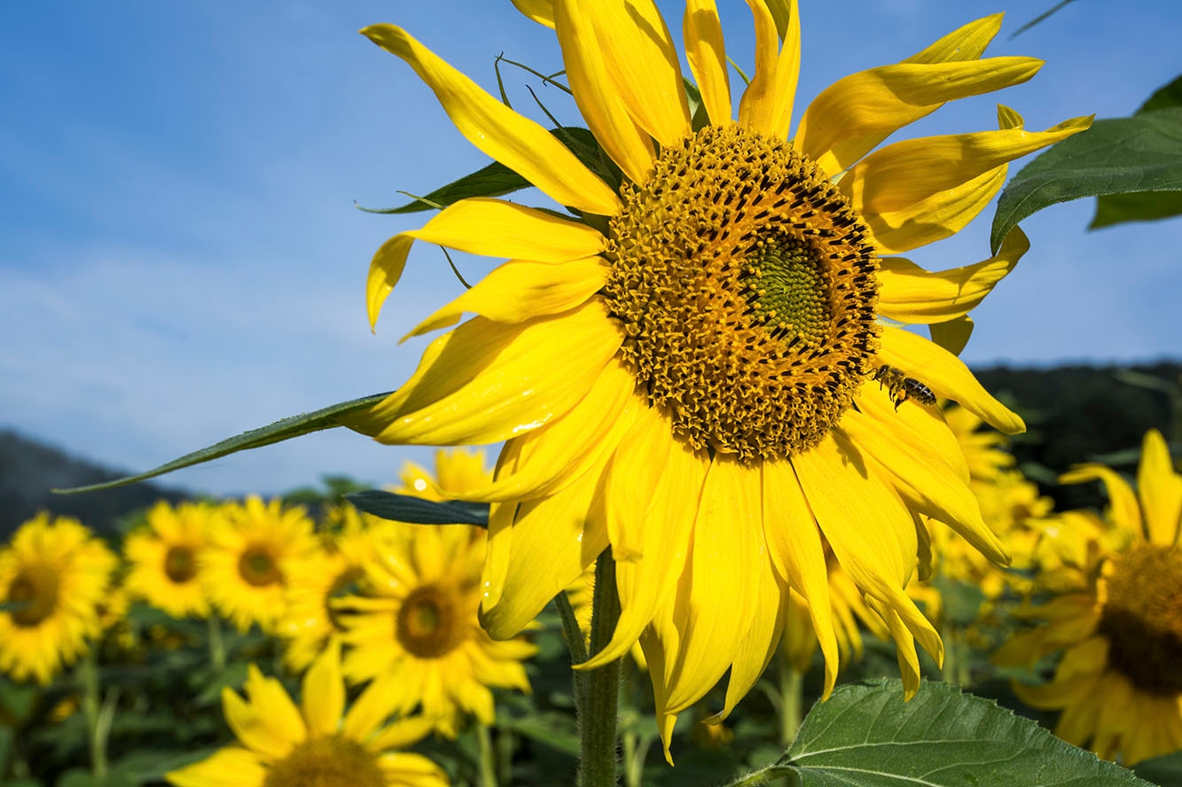 Sonnenblume in Großaufnahme vor weiteren Sonnenblumen im Hintergrund