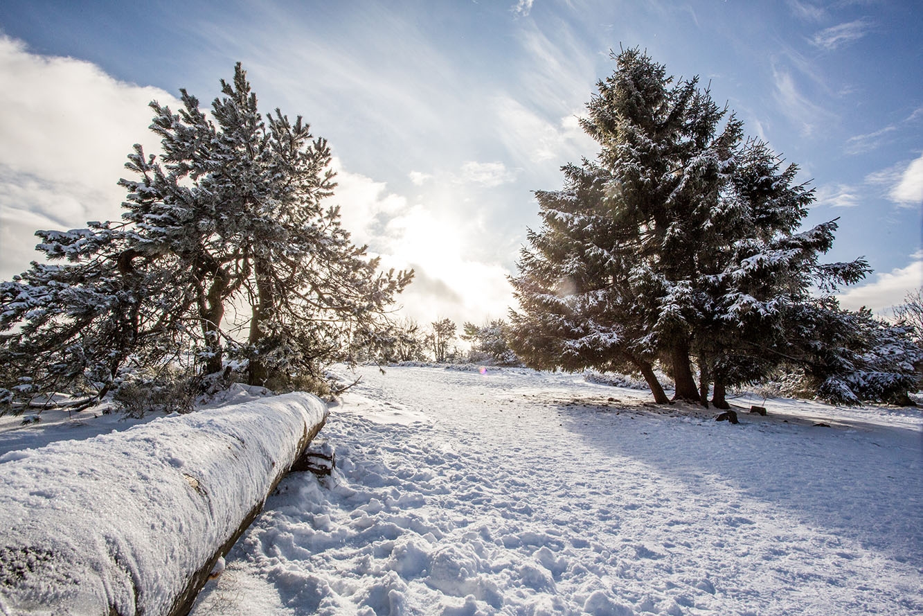 Winter schneebedeckter Weg, links schneebedeckte Holzbegrenzung, rechts und links im Hintergrund zwei schneebedeckte Nadelbäume